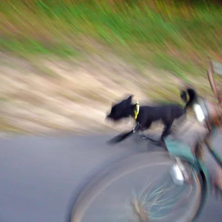 Holiday home Traumhaff - Strandhaus Am Achterwasser. Design Und Kunst Auf Usedom, Mit Kamin Und Sauna